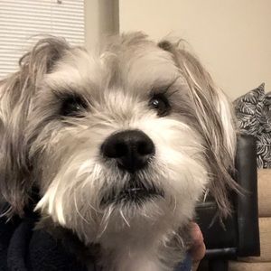 Meet your Posher, Jeibi